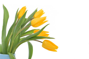 Fototapeta premium Tulips