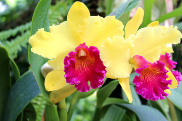 cattleya orchid yellow