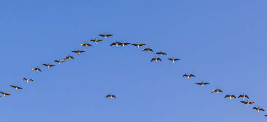 migrant bird in the sky
