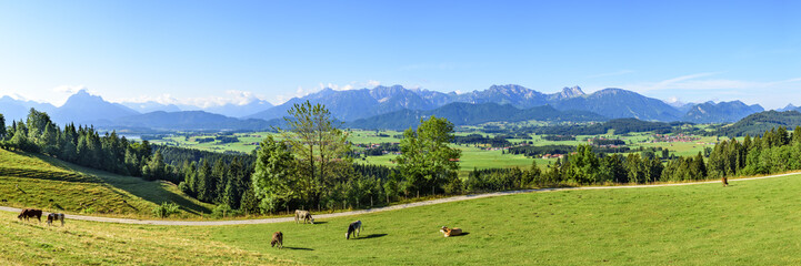 Fototapeta na wymiar Alpenpanorama aus dem Allgäu mit Viehweide