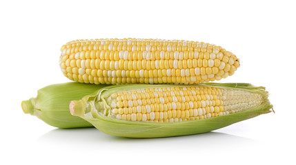 corn on white background