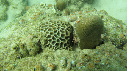 Massive coral