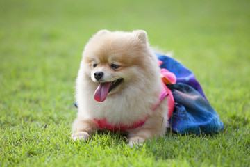 Pomeranian dog on the lawn