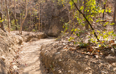 trail in forest in summer