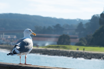 A seagull and seaside background