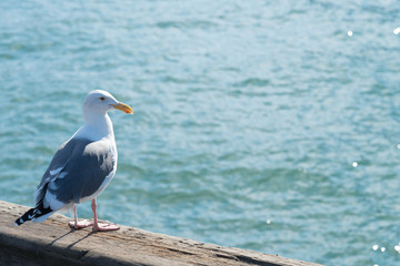 Fototapeta na wymiar A seagull and water glitter background