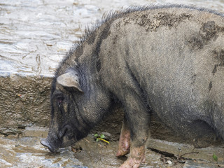 cute black vietnamese local pigs 