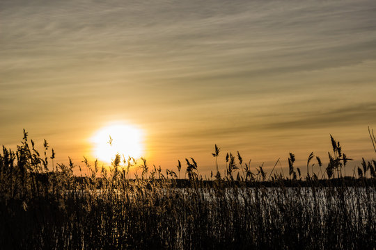 Sunset behind reeds © stenrock