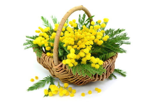 Korb,Mimose