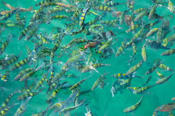 Tropical fish near the water surface, Andaman Sea coast Thailand