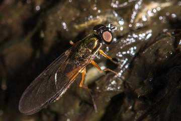 Fototapeta premium Twin-spot centurion (Sargus bipunctatus) soldier fly. The largest British species in this genus of soldier flies seen on decomposing matter, in which it breeds 
