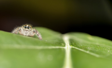 Jumping spider on Leaf
