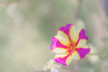 Purple and yellow flower on nature background.Portulaca oleracea.(Vintage effect style pictures)