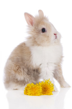 Niedliche Kaninchen Löwenkopf auf weißem Hintergrund