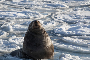 Steller's sea lion among the frozen sea