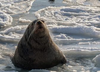 Steller's sea lion swims in the icy sea