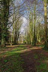 Fototapeta premium Woodland Path in Winter