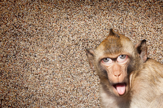 Rhesus-Affe mit herausgestreckter Zunge  , mit menschlichen Augen und graue Wand im Hintergrund - Photoshop Compositing