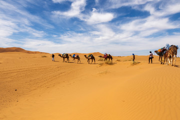 camels going through the desert