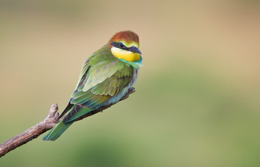 Young bee-eater