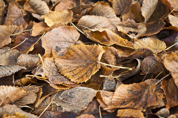 buntes Herbstlaub