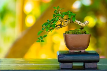 Tafelkleed Close-up shot bonsai op bokeh achtergrond © teerawit