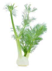 Fennel isolated on white background
