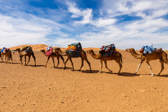 trade caravan in the desert