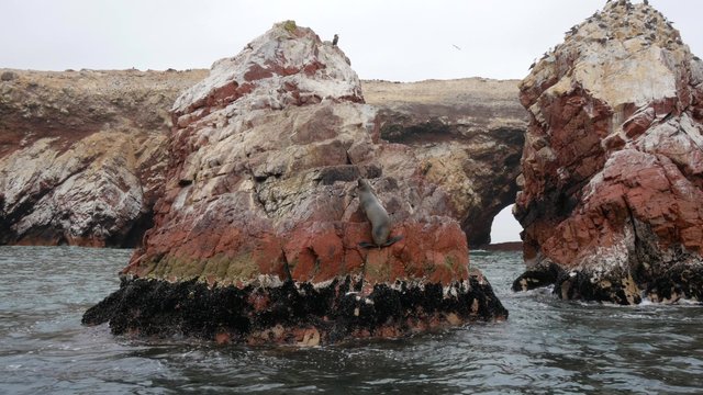 Seal stranded on a cliff