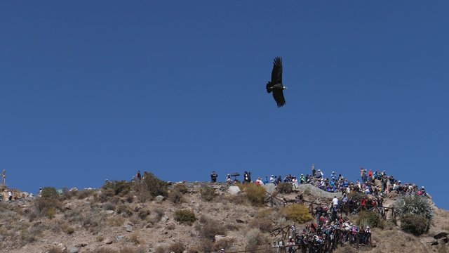 Condor flying under blue sky