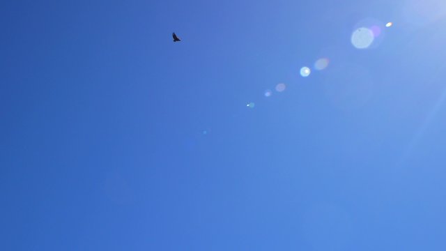 Condor flying under blue sky