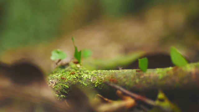 Leaf-cutter ants in the amazonian jungle