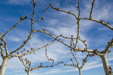 Fototapeta na wymiar Close-up of leafless interlaced branches