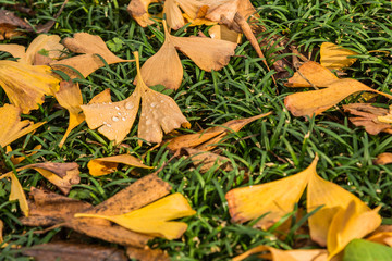 Lots of yellow Ginkgo leaves on green grasses