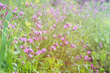 Obraz na płótnie Canvas spring meadow with wildflowers. vintage filtered image