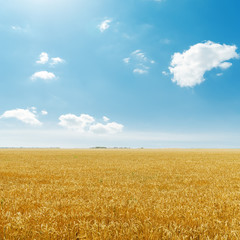 golden harvest field and blue sky