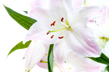 White and pink Lily isolated on white background