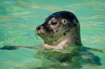 Close-up of the head of a harbour or common seal (Phoca vitulina) in Seal Sanctuary Ecomare on the island of Texel, Netherlands © TasfotoNL