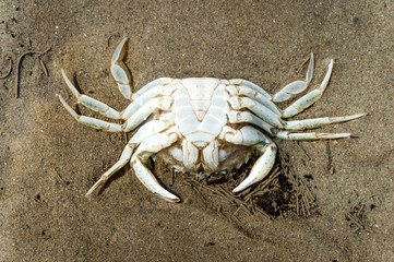 Skeleton of dead shore crab, carcinus maenas, upside down on the sand at low tide of the Waddensea, Netherlands