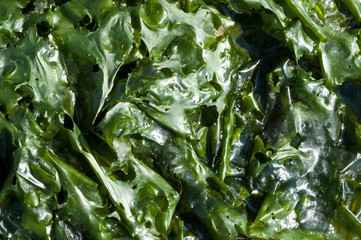 Close-up of green leaves of sea lettuce, ulva lactuca, at low tide on the tidal flats of Waddensea, Netherlands