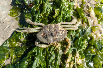 Skeleton of dead shore crab, carcinus maenas, on sea lettuce on the sand at low tide of the...