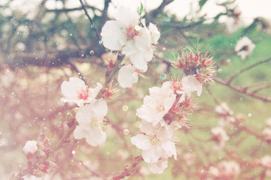 image of spring white cherry blossoms tree. selective focus. vintage filtered

