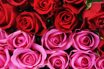 Red and pink roses
