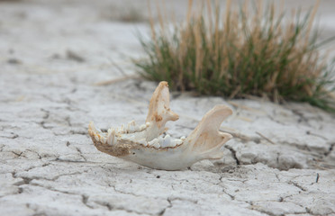 The jaw of the animal i