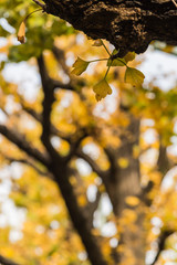 Small yellow leave of Ginkgo on the branch