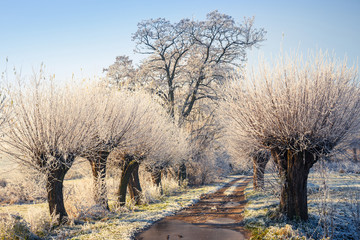 Snow covered trees, winter landscape
