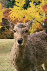 奈良公園の鹿
