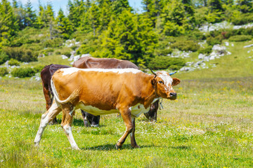 Fototapeta na wymiar Cow grazing on a green meadow