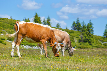 Fototapeta na wymiar Cow grazing on a green meadow