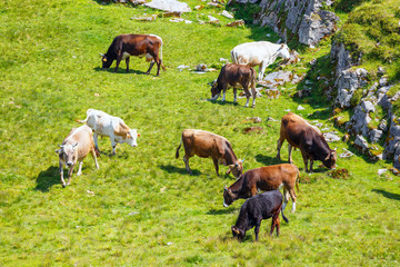 Herd of cows at summer green field